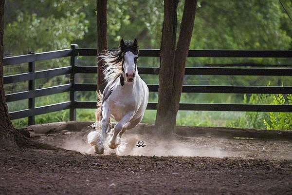 black-tobiano-mare-stallion