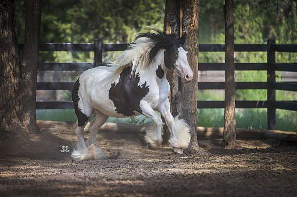 tobiano-horse