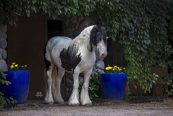 black-tobiano-horse