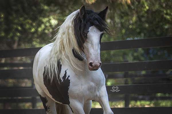 black-gypsy-vanner-mare