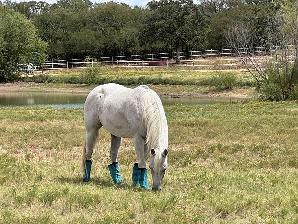 grey-appendix-quarter-horse-gelding