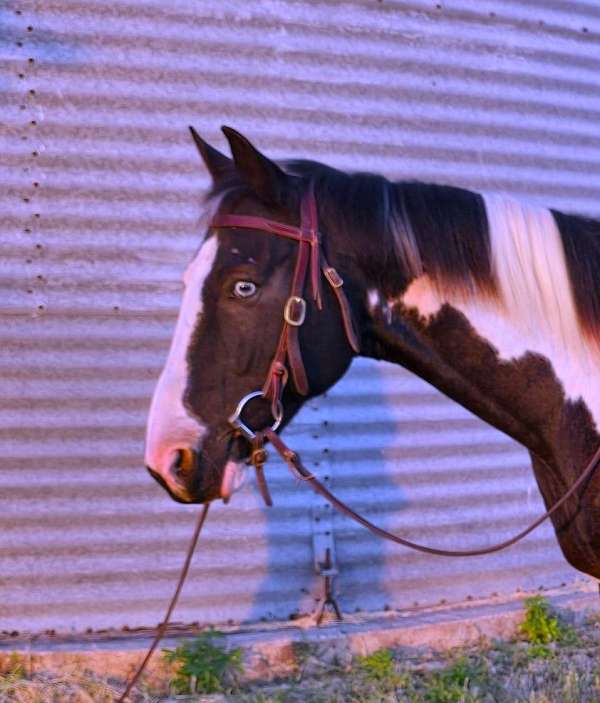 tobiano-paint-gelding