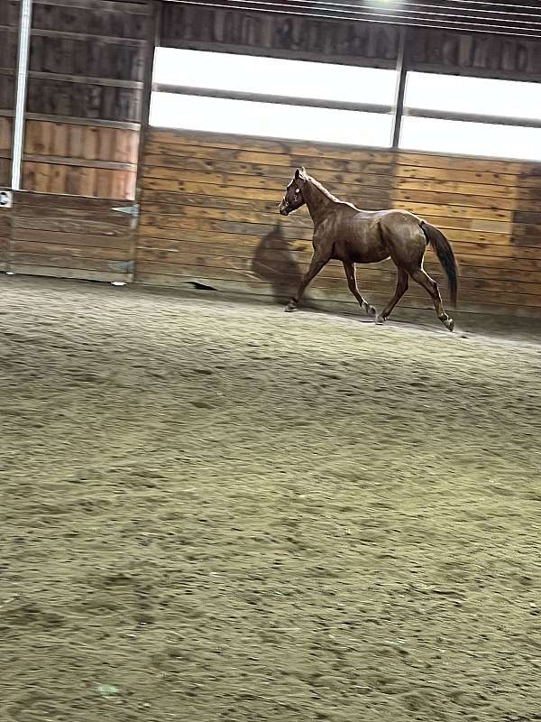 all-around-gelding