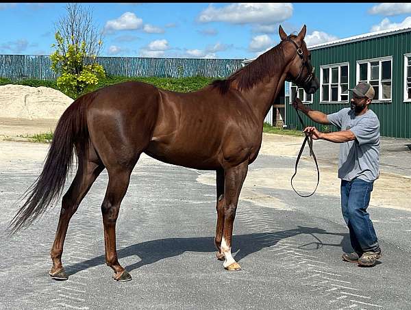 beginner-gelding