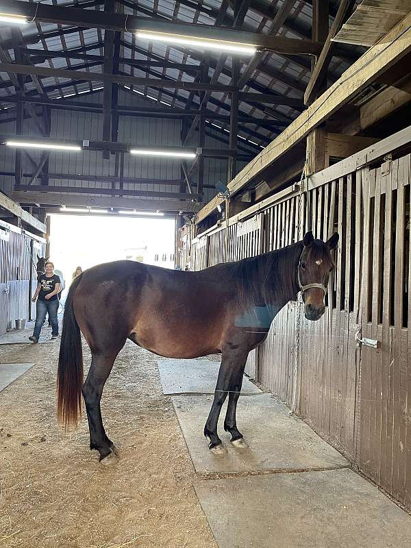 breeding-kentucky-mountain-horse