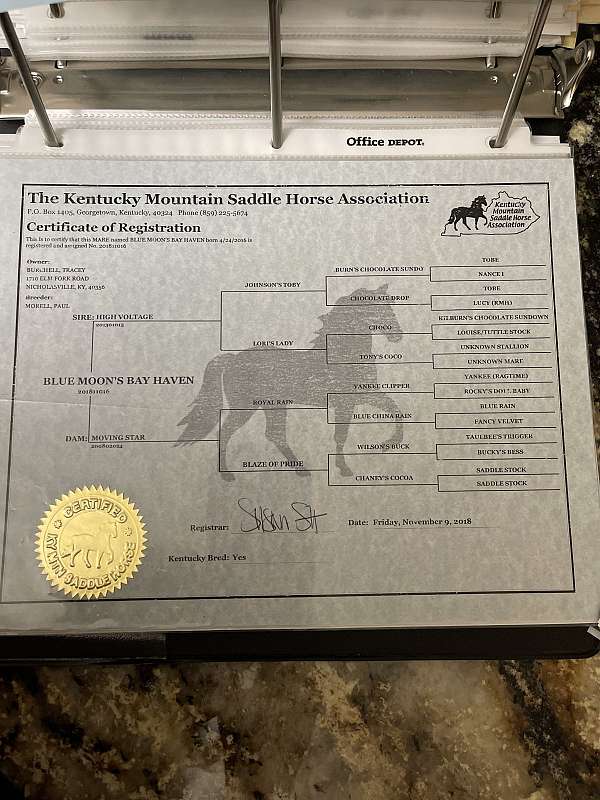 experienced-kentucky-mountain-horse