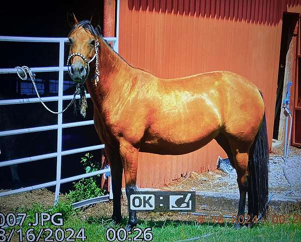 quarter-horse-for-sale