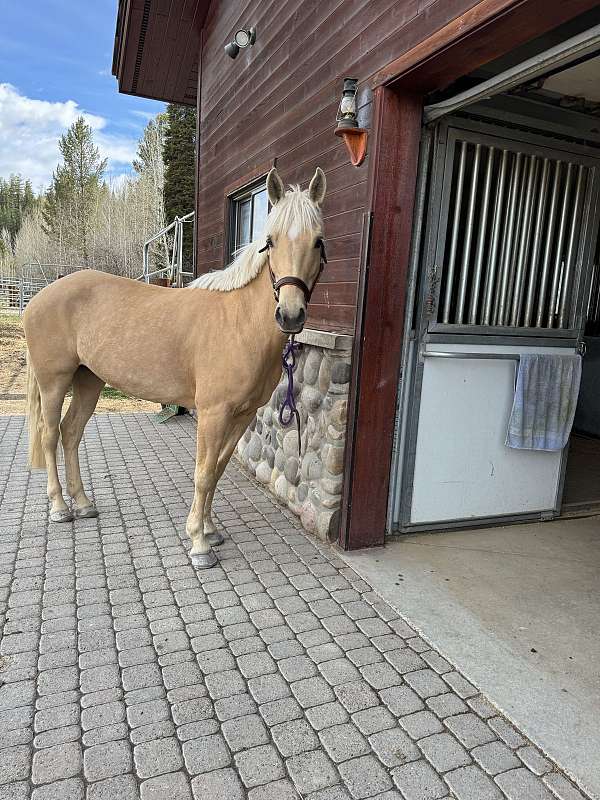 dressage-morgan-horse