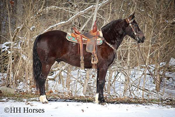 trai-morgan-horse