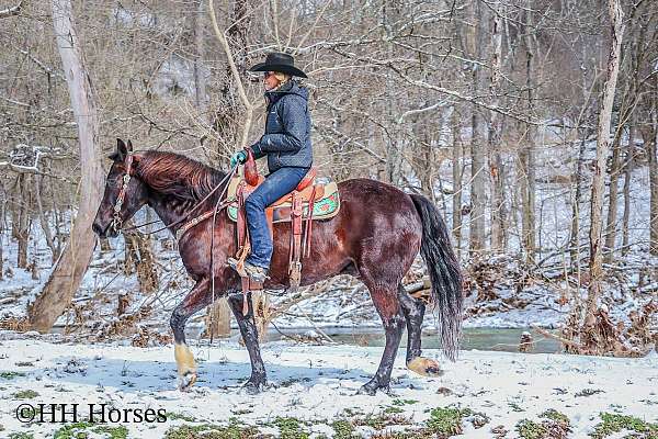 all-around-morgan-horse