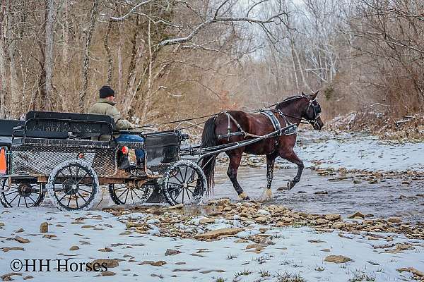 athletic-morgan-horse