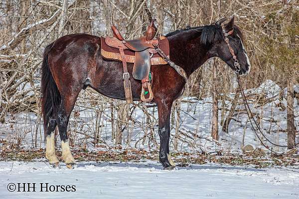 all-around-kentucky-mountain-horse