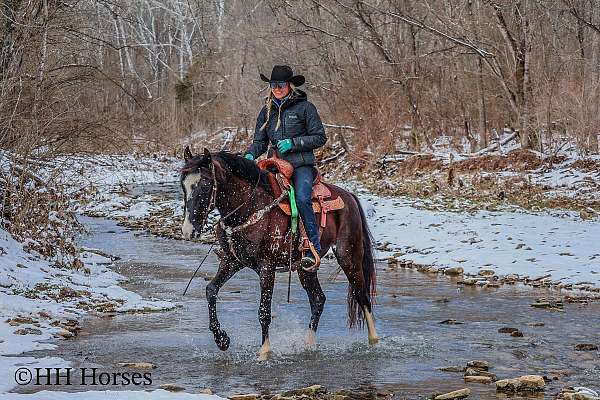 athletic-kentucky-mountain-horse