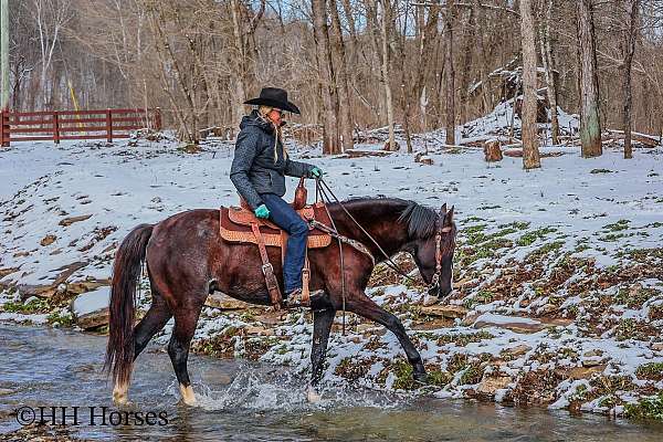 drill-team-kentucky-mountain-horse