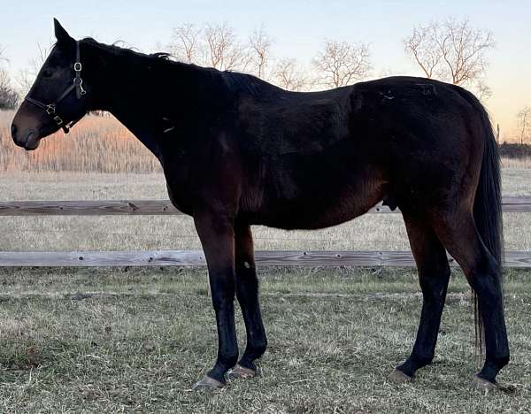 family-quarter-horse-thoroughbred-horse