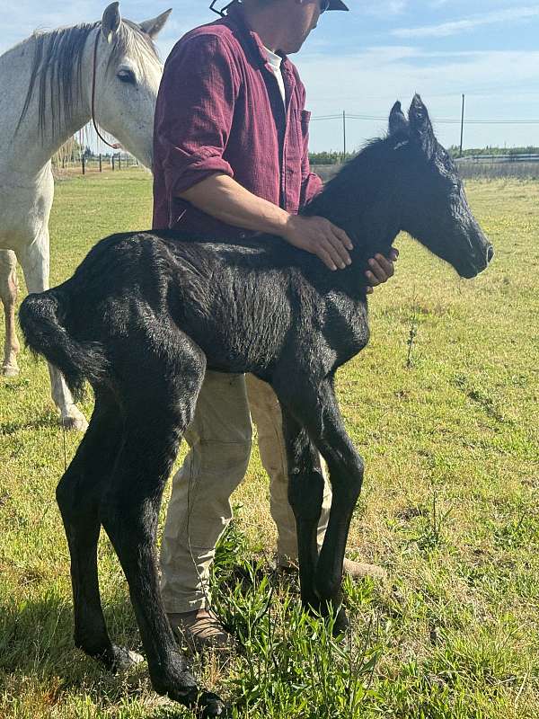 friesian-weanling