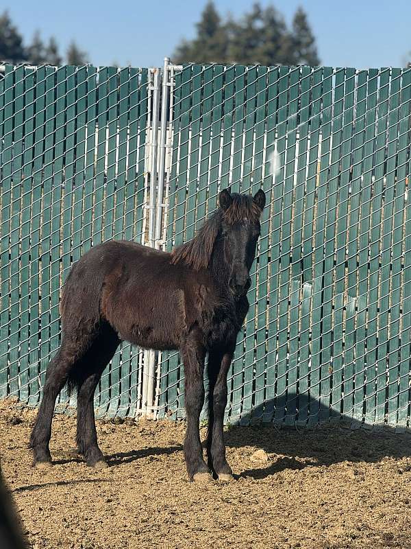 friesian-horse-for-sale