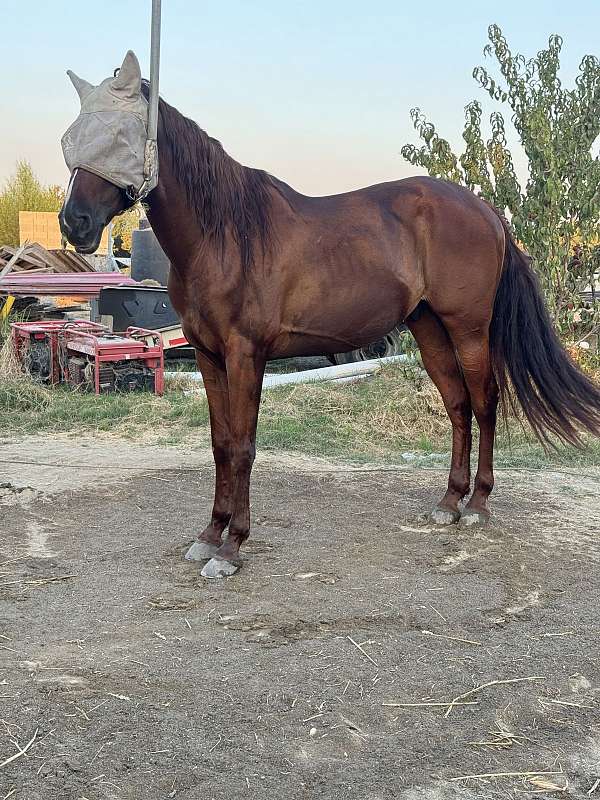 andalusian-gelding