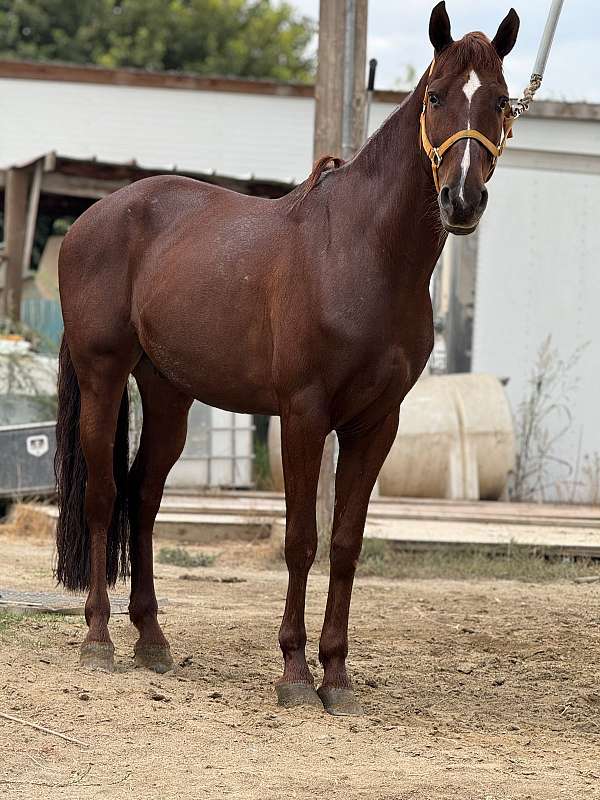 andalusian-horse-for-sale