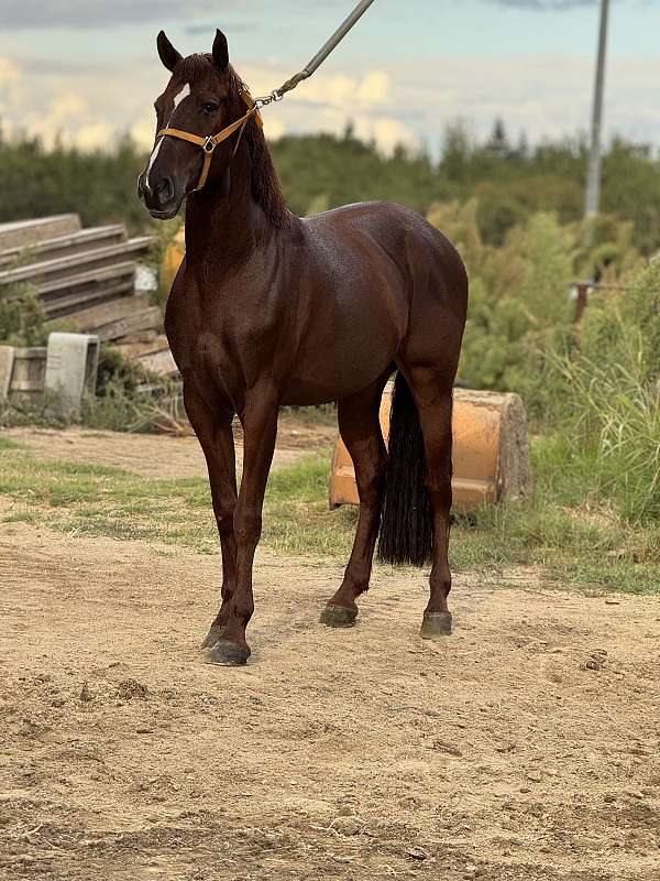 andalusian-horse