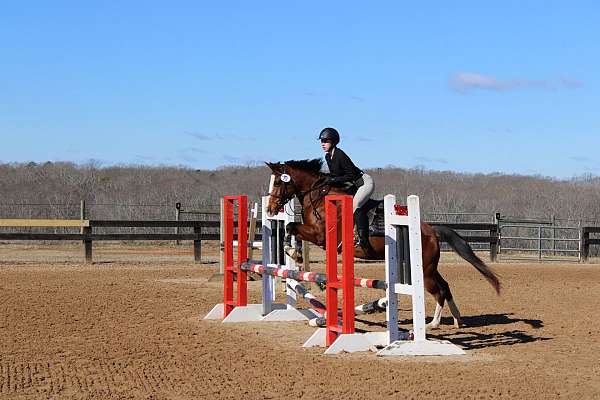 english-pleasure-welsh-pony