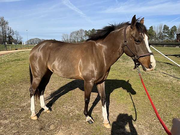 athletic-welsh-pony