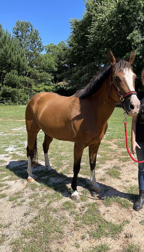 equitation-welsh-pony