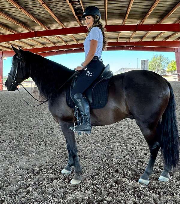 dressage-andalusian-horse