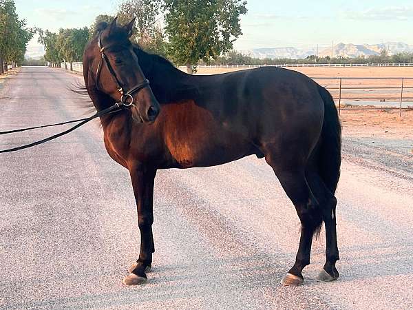 working-equitation-andalusian-horse