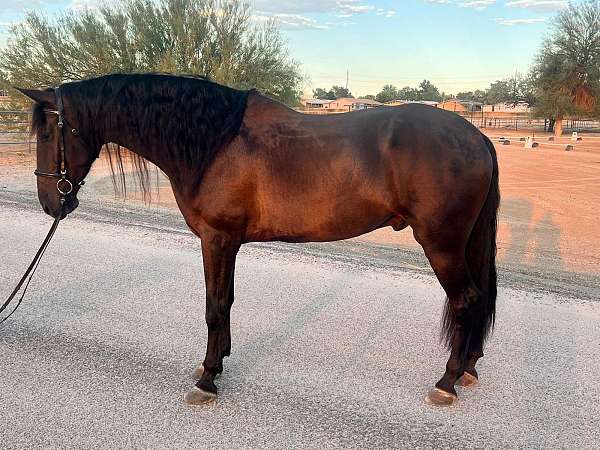 caballo-andalusian-horse