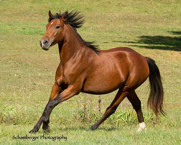 belle-andalusian-horse