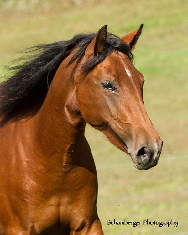 haute-ecole-andalusian-horse