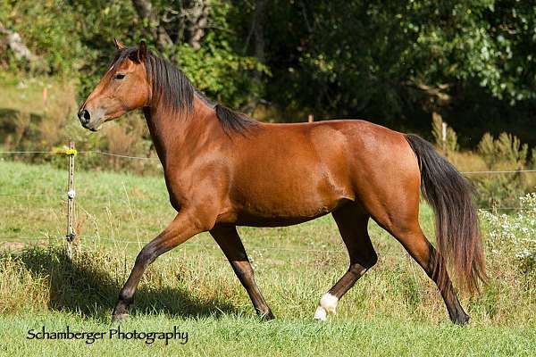 oreo-andalusian-horse