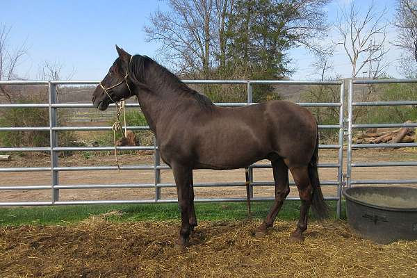 possibilities-andalusian-horse