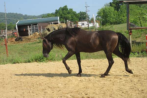 buckskin-andalusian-unborn-foal