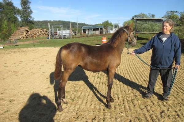 haute-ecole-horse