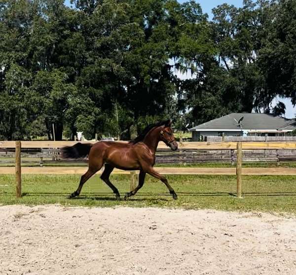 dressage-arabian-horse