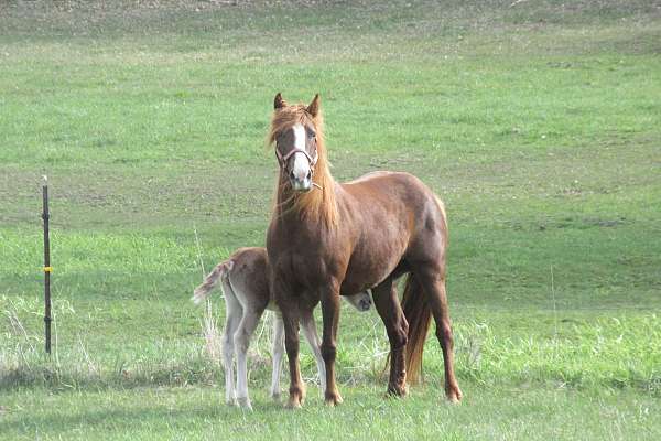 andalusian-connemara-pony