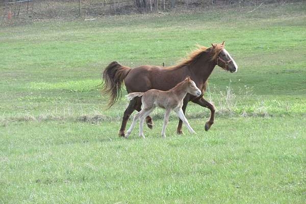 belle-connemara-pony