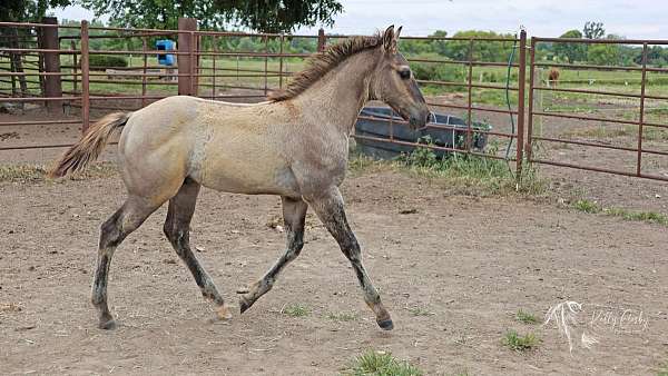 athletic-quarter-horse