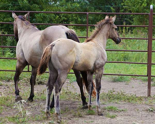 barrel-quarter-horse