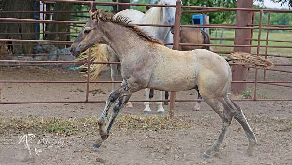 barrel-racing-quarter-horse