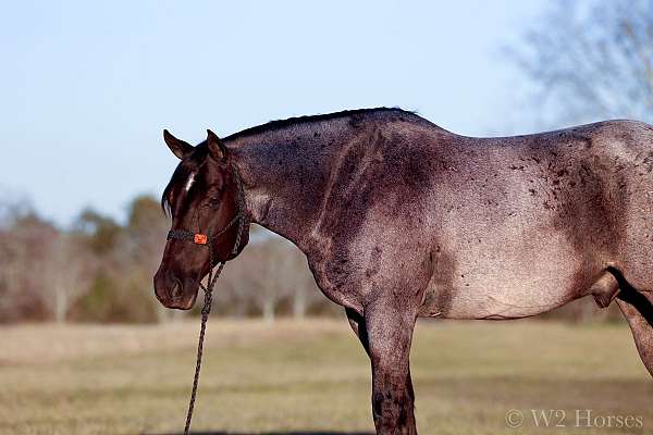 blueroan-horse