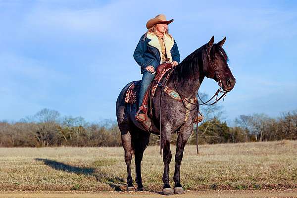 blueroan-horse-gelding