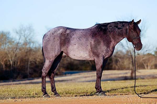 trail-horse-quarter