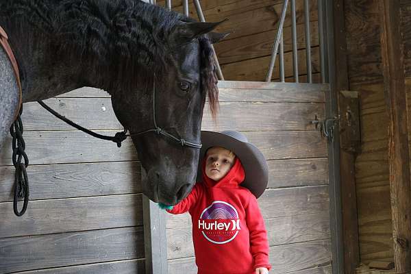 aqha-quarter-horse