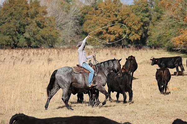 cow-horse-quarter