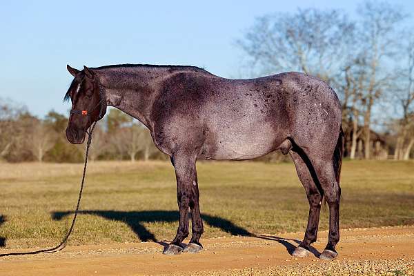 ranch-horse-quarter