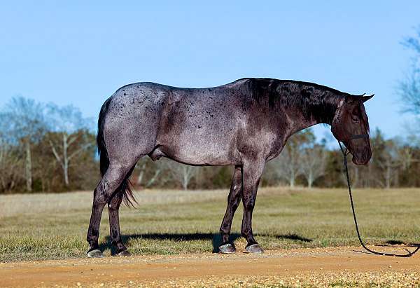 roping-horse-quarter