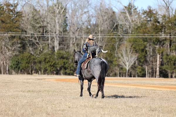 horse-for-sale-quarter